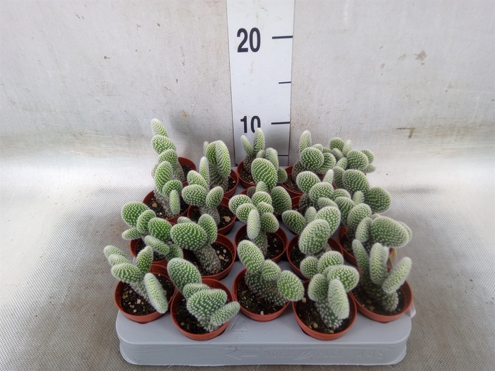 <h4>Opuntia microdasys 'Albispina'</h4>
