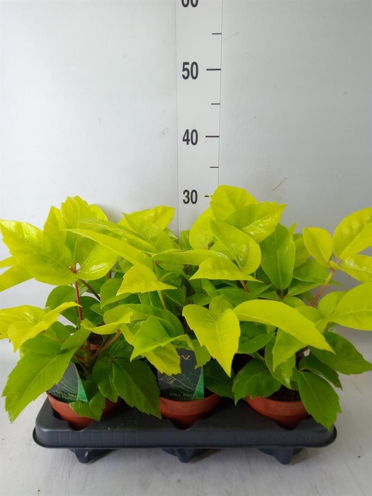 <h4>Schefflera actin.</h4>