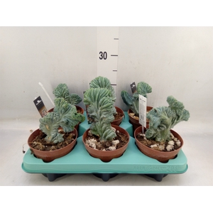 Cactus   ...
