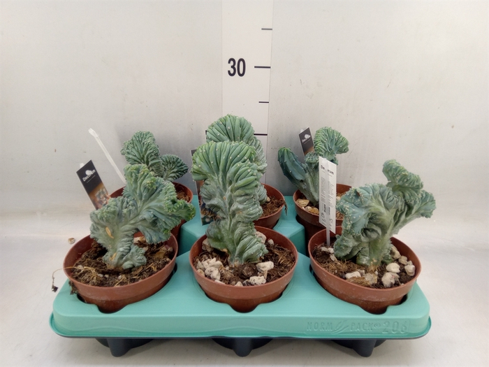 <h4>Cactus   ...</h4>
