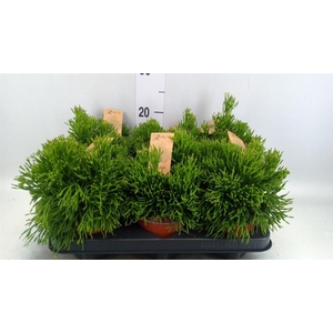 Rhipsalis   ...
