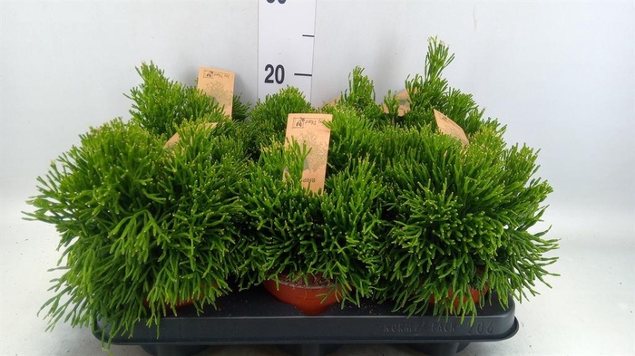 <h4>Rhipsalis   ...</h4>