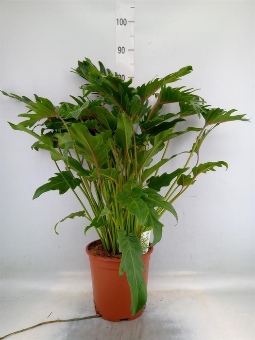 <h4>Philodendron xanadu</h4>