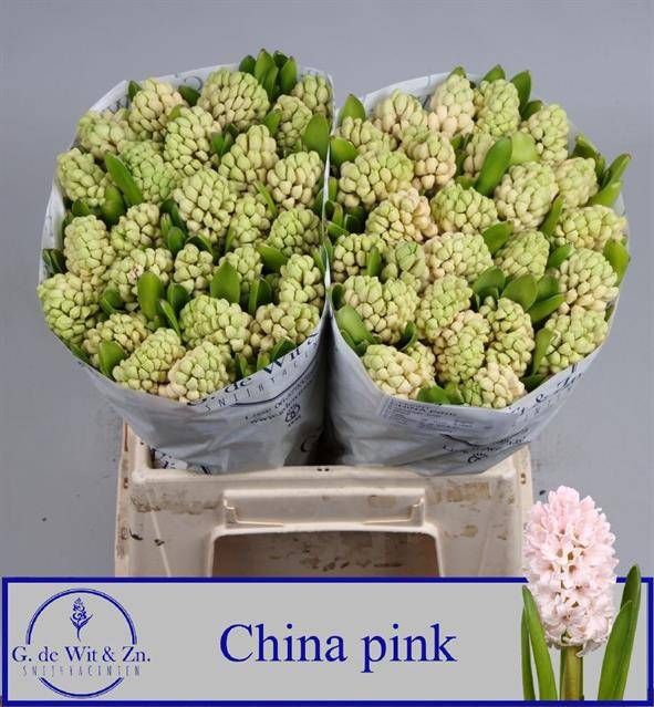 <h4>HYAC CHINA PINK</h4>