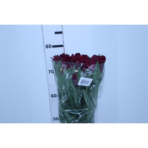 ALSTROEMERIA CLEO 080 CM ROXO
