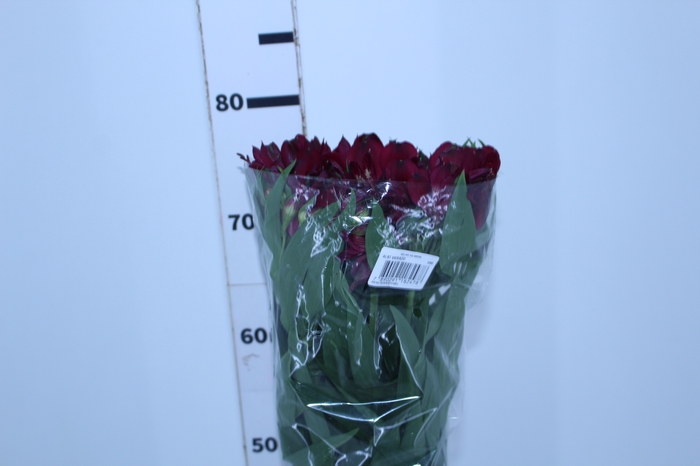 ALSTROEMERIA CLEO 080 CM ROXO
