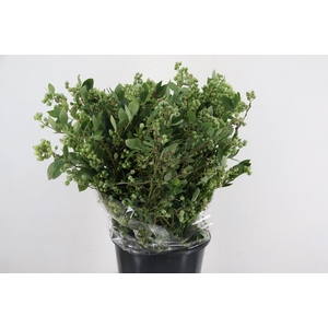 MYRTUS OV