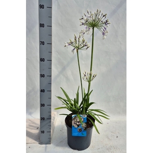 Agapanthus afric.