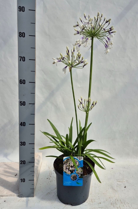 <h4>Agapanthus afric.</h4>