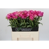 Paeonia Glory Hallelujah