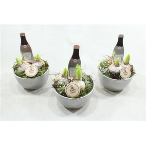 2772 Ker Zilver Hyac