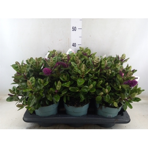 Hebe  'Hebedonna Alexa'
