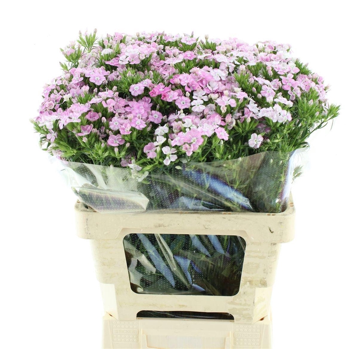 <h4>DI BARB AM ROSE</h4>