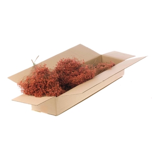 Broom Bloom Bunch Sb Burnt Orange