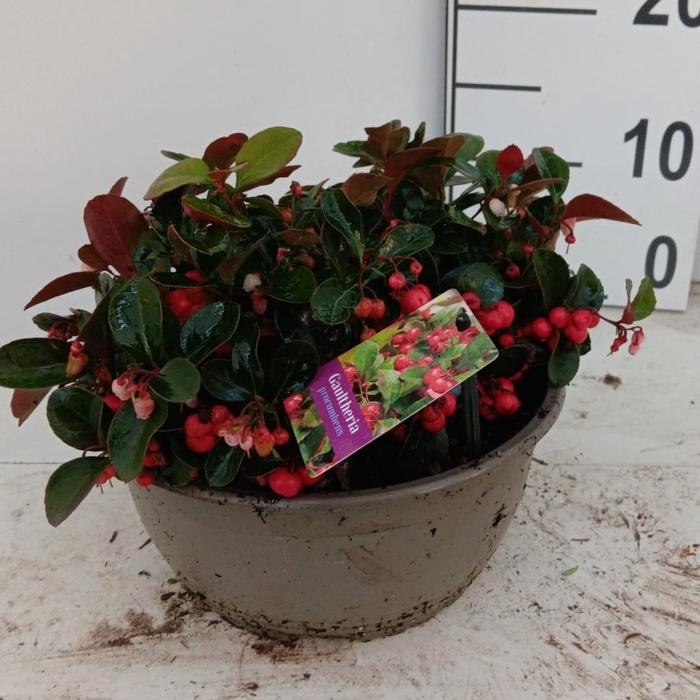 <h4>GAULTH PROCUMBENS</h4>