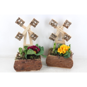 arr4 Primula TD - Hout molen x3