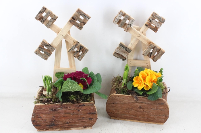 <h4>arr4 Primula TD - Hout molen x3</h4>