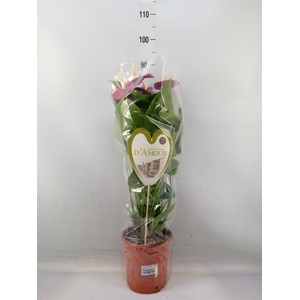 Anthurium andr. 'Violet Heart'