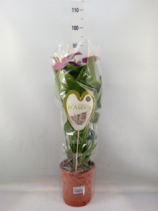 <h4>Anthurium andr. 'Violet Heart'</h4>
