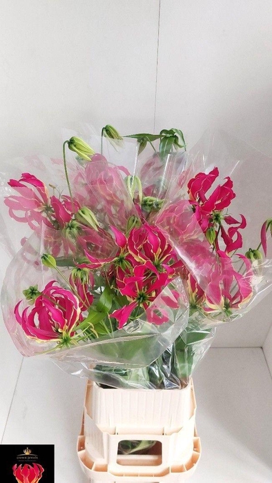 <h4>GLORIOSA ROTHSCHILD</h4>