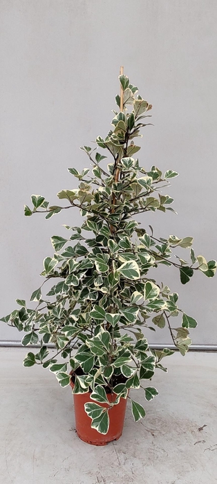 <h4>Ficus Sweetheart</h4>