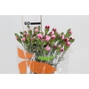 CRAVO SPRAY TANGO 060 CM