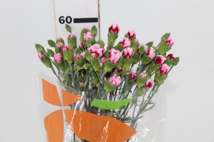 <h4>CRAVO SPRAY TANGO 060 CM</h4>