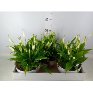 Spathiphyllum  'Pearl Cupido'