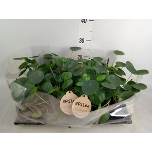 Pilea peperomoides