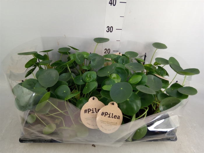 <h4>Pilea peperomoides</h4>