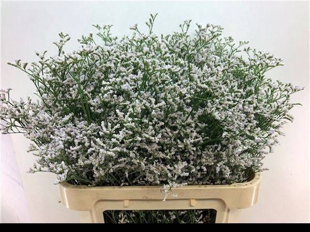 <h4>LIM WHITE NETO</h4>