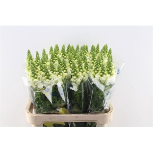 Antirrhinum Legend White