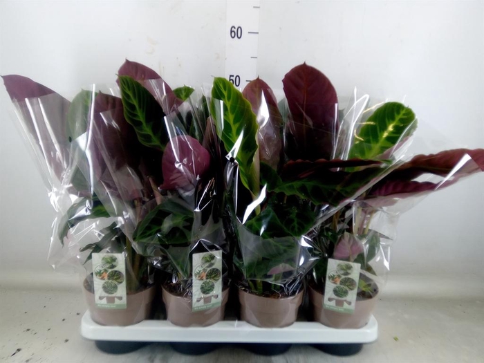 <h4>Calathea warscewiczii</h4>