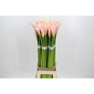 Zantedeschia Eydolls Salmon