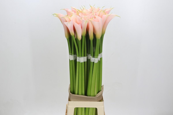 <h4>Zantedeschia Eydolls Salmon</h4>