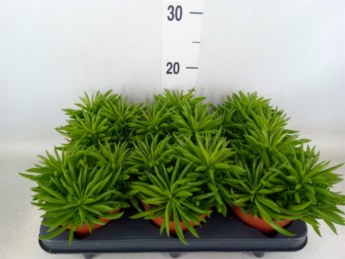 <h4>Peperomia ferreyrae 'Happy-Bean'</h4>