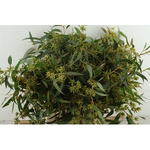 Euc Robusta Berry