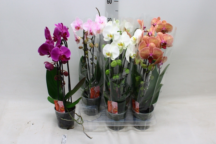 <h4>PHAL EL CASCADE</h4>