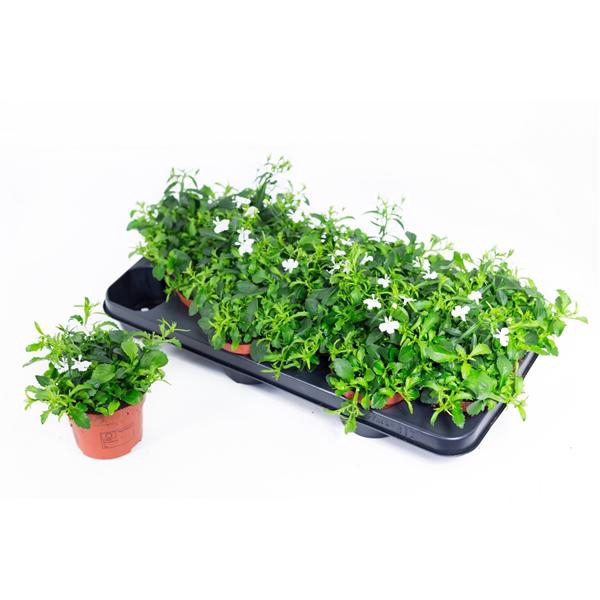 <h4>Lobelia Laguna White 10,5</h4>