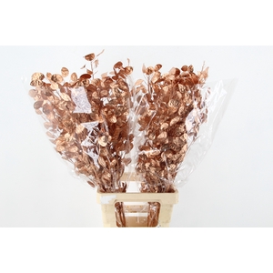 DF Lunaria Bs Copper