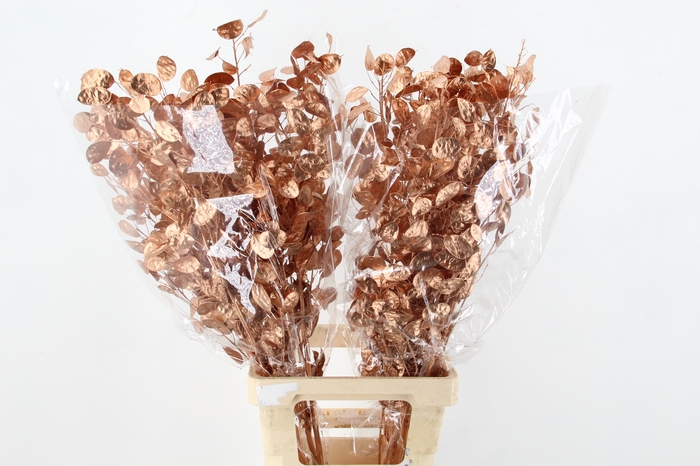 <h4>DF Lunaria Bs Copper</h4>