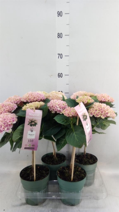 <h4>Hydrangea mac. 'Magical Revolution'</h4>