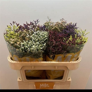 LIMONIUM SINENSE 'DIAMOND'   ...MIX