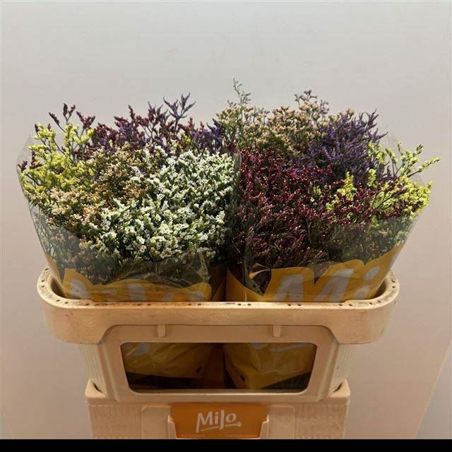 <h4>LIMONIUM SINENSE 'DIAMOND'   ...MIX</h4>