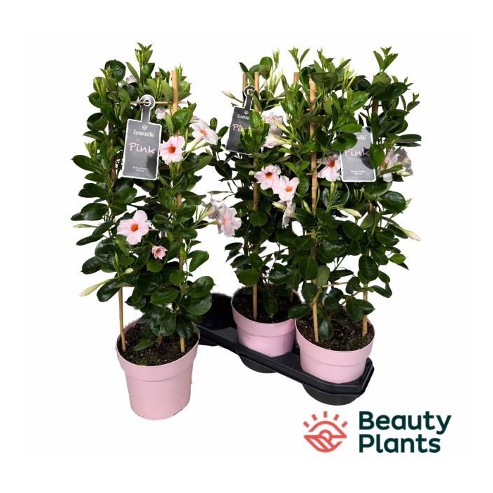 <h4>MANDE SUN CR PINK</h4>