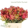 Leucad Safari Sunset Box