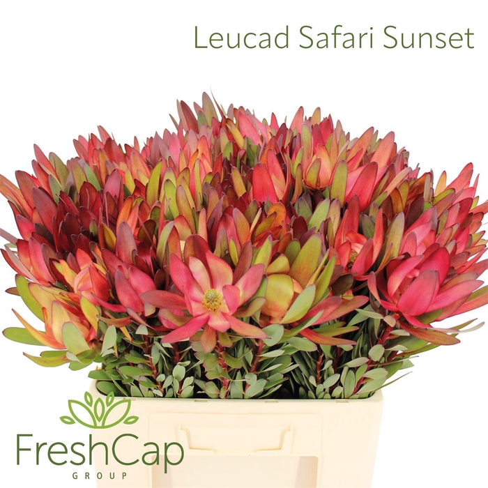 <h4>Leucad Safari Sunset</h4>