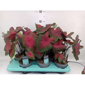 Caladium   ...