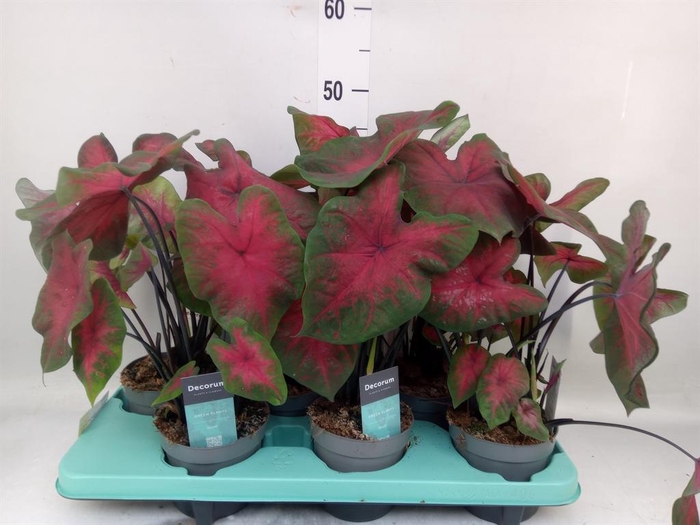 <h4>Caladium   ...</h4>