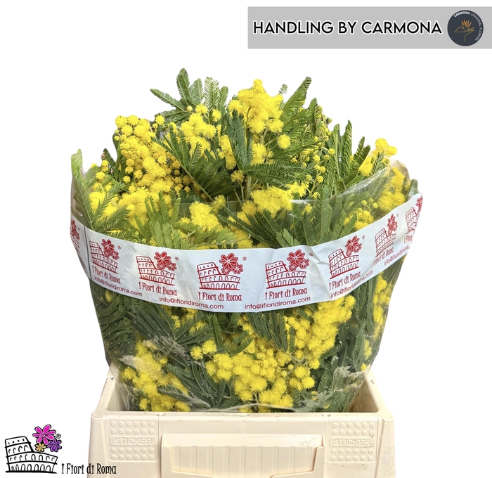 <h4>ACACIA BL RETINO BS</h4>